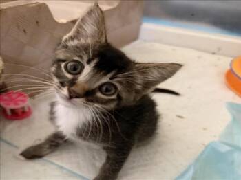 *HAWKEYE -  Domestic Short Hair Cat for Adoption in Woodland, California - *HAWKEYE | PetCurious