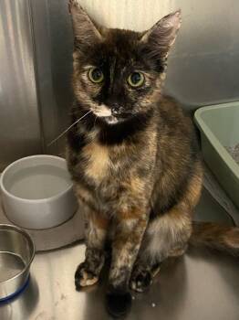 Rosabelle -  Domestic Short Hair Cat for Adoption in Warwick, Rhode Island - Rosabelle | PetCurious