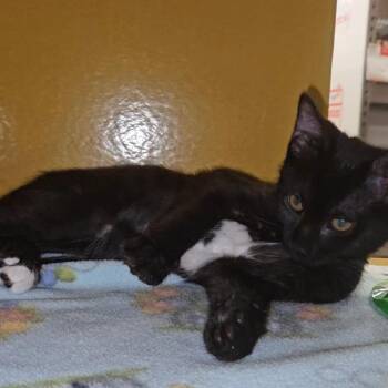 Satin -  Domestic Short Hair Cat for Adoption in Buffalo, New York - Satin | PetCurious