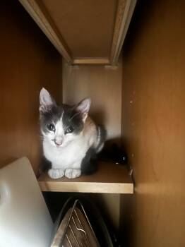 Princess Spot -  Domestic Short Hair Cat for Adoption in San Antonio, Texas - Princess Spot | PetCurious