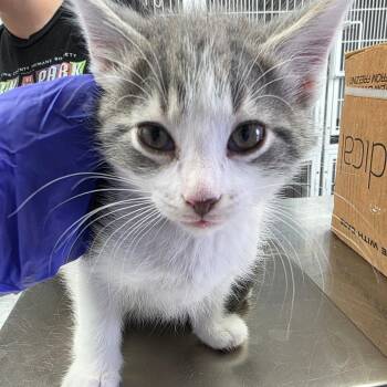 Domestic Short Hair Cats Available for Adoption in Duncan, Oklahoma - Flim | PetCurious