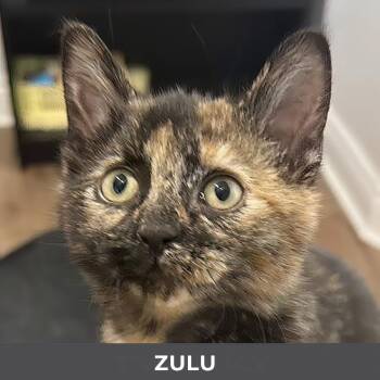 Domestic Short Hair Cats Available for Adoption - Zulu | PetCurious