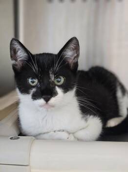 Leo -  Domestic Short Hair Cat for Adoption in Dublin, California - Leo | PetCurious