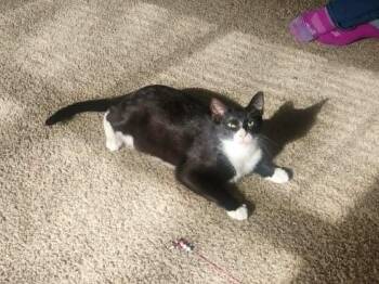 Domestic Short Hair Cats Available for Adoption in Minneapolis, Minnesota - Marcus | PetCurious