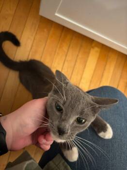 Domestic Short Hair Cats Available for Adoption in Canton, Massachusetts - Penelope  | PetCurious