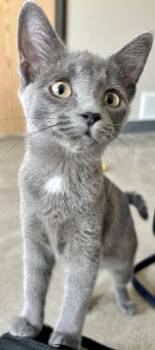 Glitter -  Domestic Medium Hair Cat for Adoption in Sandusky, Michigan - Glitter | PetCurious