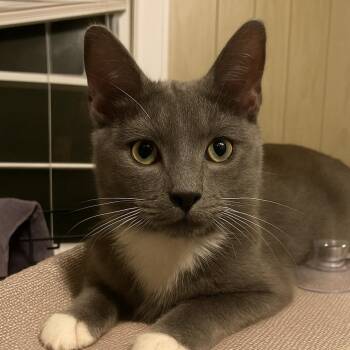 Rescue American Shorthair Cats for Adoption in Denver, North Carolina - Norma Jean | PetCurious