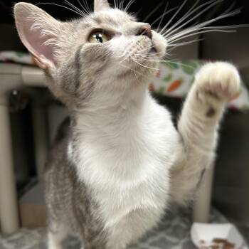 Domestic Short Hair Cats Available for Adoption - Love Bug | PetCurious