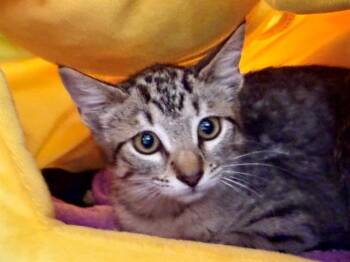 GEORGIE -  Domestic Short Hair Cat for Adoption in Santa Rosa, California - GEORGIE | PetCurious