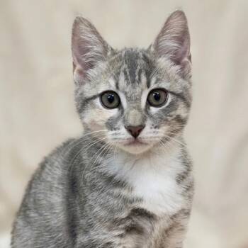 Domestic Short Hair Cats Available for Adoption in Houston, Texas - Parsley | PetCurious