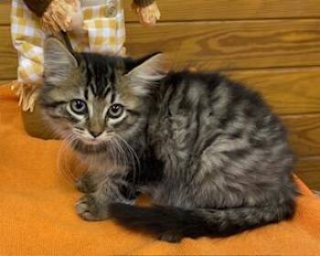 Rescue Domestic Medium Hair Cats for Adoption in Southern Pines, North Carolina - Laelette - Only Female In The Litter, She Is Also The Smallest F | PetCurious
