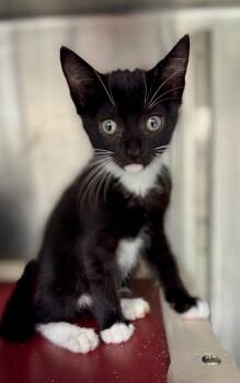 Sponge -  Domestic Short Hair Cat for Adoption in Danielsville, Georgia - Sponge | PetCurious