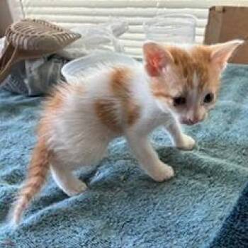 Houston -  Domestic Short Hair Cat for Adoption in Livingston, Texas - Houston | PetCurious