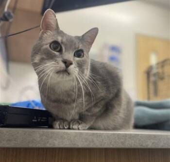 CALLIE -  Domestic Short Hair Cat for Adoption in Loveland, Colorado - CALLIE | PetCurious
