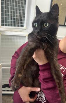 Domestic Short Hair Cats Available for Adoption in Brookings, Oregon - Willow | PetCurious