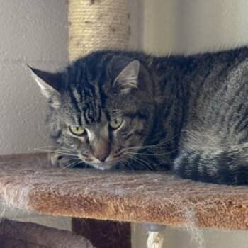 Tom Tom -  Domestic Short Hair Cat for Adoption in Springfield, Missouri - Tom Tom | PetCurious