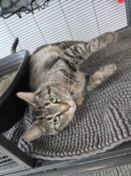 Domestic Short Hair Cats Available for Adoption in Angola, Indiana - Blakey | PetCurious
