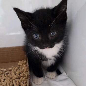 Sylvester -  Domestic Medium Hair Cat for Adoption in Branson, Missouri - Sylvester | PetCurious