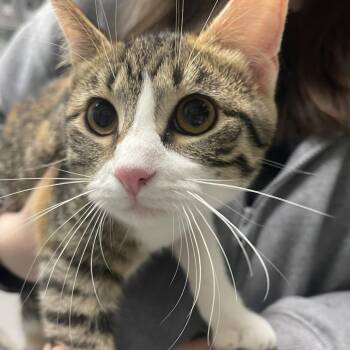 American Shorthair Cats Available for Adoption - Loretta | PetCurious