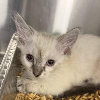Bailey -  Domestic Short Hair Cat for Adoption in West Palm Beach, Florida - Bailey | PetCurious