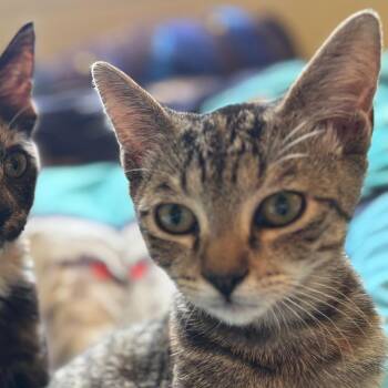Cheeseburger -  Domestic Short Hair Cat for Adoption in Huntsville, Alabama - Cheeseburger | PetCurious