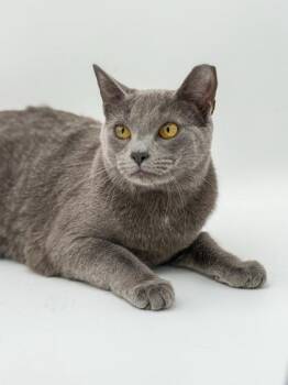 Domestic Short Hair Cats Available for Adoption in Bowling Green, Kentucky - Lola (BONDED WITH LUNA) | PetCurious