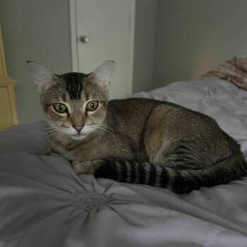 Meerkat -  Abyssinian and Tabby Cat for Adoption in Dalworthington Gardens, Texas - Meerkat | PetCurious