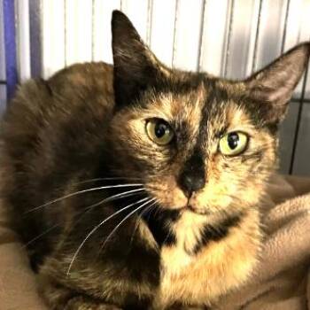 Domestic Short Hair Cats Available for Adoption - Sue | PetCurious