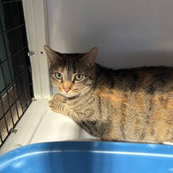 Daisy -  Domestic Short Hair Cat for Adoption in Sarasota, Florida - Daisy | PetCurious