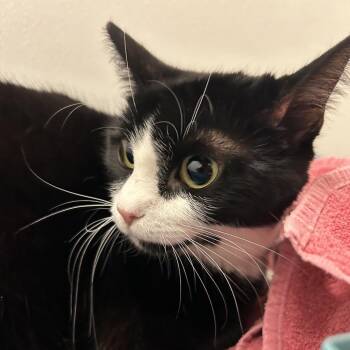 Domestic Short Hair Cats Available for Adoption - Pluto | PetCurious