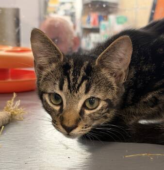 Reef -  Domestic Short Hair Cat for Adoption in St. Cloud, Florida - Reef | PetCurious