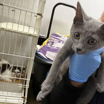 72096 -  Domestic Short Hair Cat for Adoption in Harrisonburg, Virginia - 72096 | PetCurious