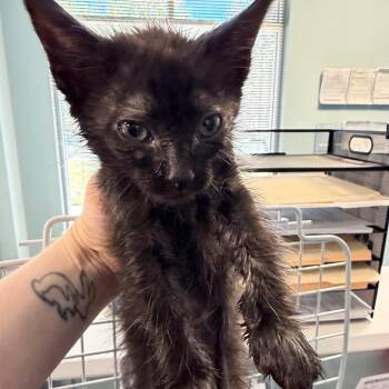 Domestic Short Hair Cats Available for Adoption in Greensboro, North Carolina - Breezy Bay | PetCurious