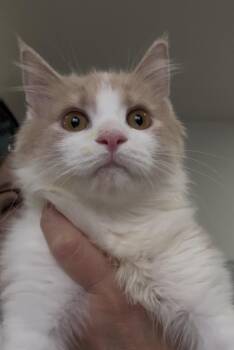 Misho -  Maine Coon and Domestic Long Hair Cat for Adoption in Brampton, Ontario - Misho | PetCurious