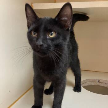 Bowie -  Domestic Short Hair Cat for Adoption in Idaho Falls, Idaho - Bowie | PetCurious