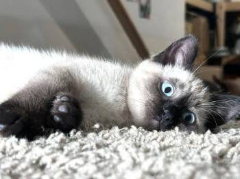 Mollie -  Siamese and Domestic Short Hair Cat for Adoption in Lenexa, Kansas - Mollie | PetCurious