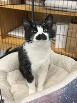 Jamie -  Domestic Short Hair Cat for Adoption in Trenton, Maine - Jamie | PetCurious