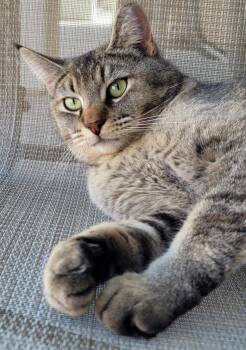Rescue Domestic Short Hair Cats for Adoption in Rancho Mirage, California - Bowie | PetCurious