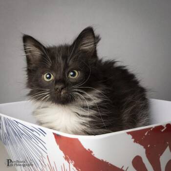 Uber -  Domestic Short Hair Cat for Adoption in Maryville, Tennessee - Uber | PetCurious