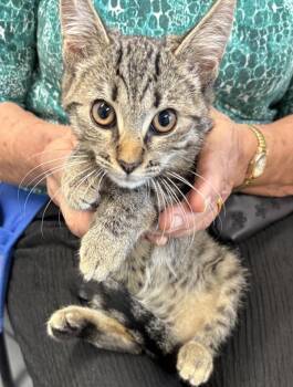 If-4 Butterfinger -  Domestic Short Hair Cat for Adoption in Lawrenceville, Georgia - If-4 Butterfinger | PetCurious