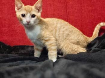 Hermes -  Domestic Short Hair Cat for Adoption in North Babylon, New York - Hermes | PetCurious