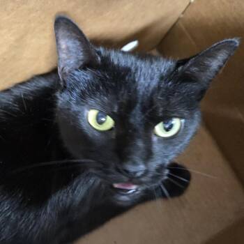 Violet -  Domestic Short Hair Cat for Adoption in Newark, New Jersey - Violet | PetCurious