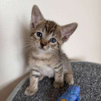 French Fry 2 -  Domestic Short Hair Cat for Adoption - French Fry 2 | PetCurious
