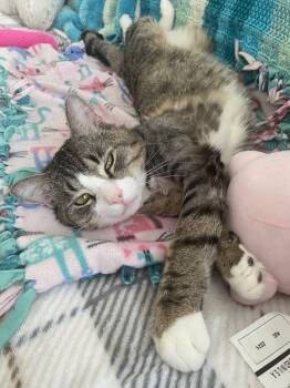 Domestic Short Hair Cats Available for Adoption in Albany, New York - Sox | PetCurious
