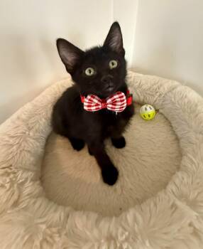 Ramona -  Domestic Short Hair Cat for Adoption in Millcreek, Utah - Ramona | PetCurious
