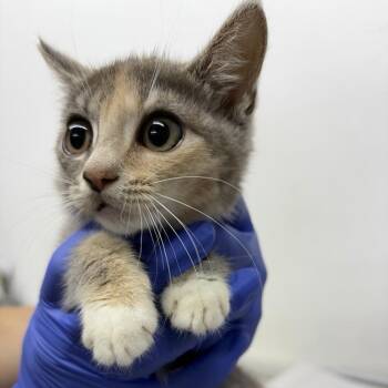 Meringue -  Domestic Short Hair Cat for Adoption in New York, New York - Meringue | PetCurious