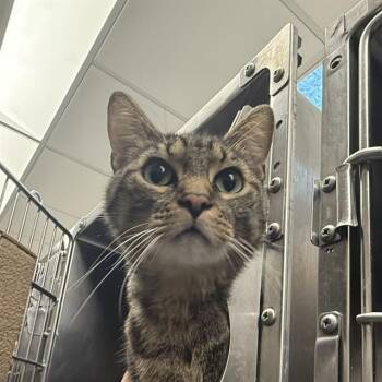 Rescue Domestic Short Hair Cats for Adoption in Las Vegas, Nevada - GRAYSON | PetCurious