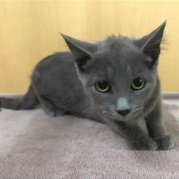 Annie -  Domestic Medium Hair Cat for Adoption in Brentwood, Missouri - Annie | PetCurious