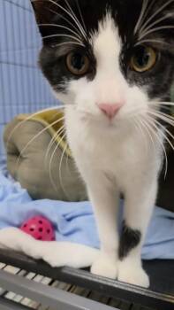 Margie -  Domestic Short Hair Cat for Adoption in Charleston, South Carolina - Margie | PetCurious