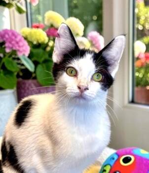 Ruffles - KITTEN -  Domestic Short Hair Cat for Adoption in Perry, Iowa - Ruffles - KITTEN | PetCurious